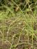 Allium macrostemon Allium macrostemon
